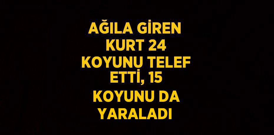 AĞILA GİREN KURT 24 KOYUNU TELEF ETTİ, 15 KOYUNU DA YARALADI