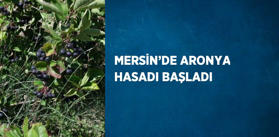 MERSİN’DE ARONYA HASADI BAŞLADI