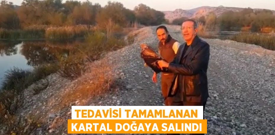 Tedavisi tamamlanan kartal doğaya salındı