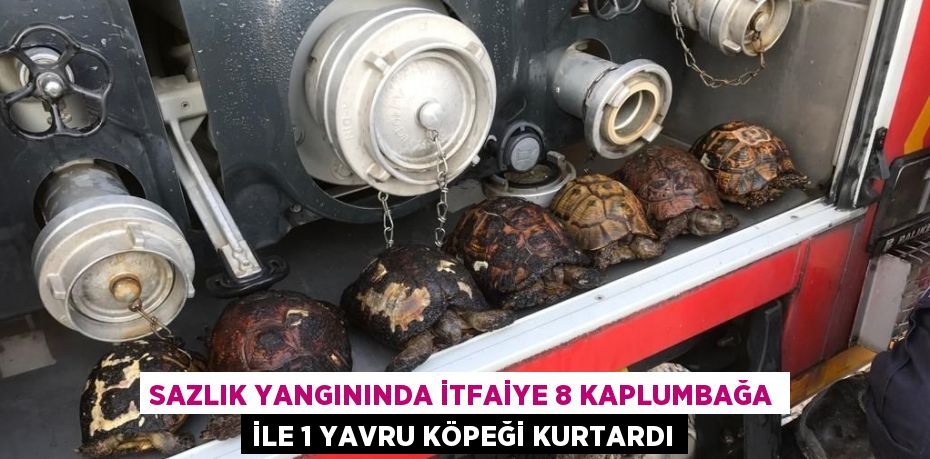 SAZLIK YANGININDA İTFAİYE 8 KAPLUMBAĞA İLE 1 YAVRU KÖPEĞİ KURTARDI