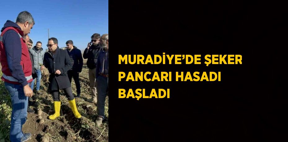 MURADİYE’DE ŞEKER PANCARI HASADI BAŞLADI