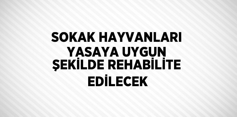 SOKAK HAYVANLARI YASAYA UYGUN ŞEKİLDE REHABİLİTE EDİLECEK