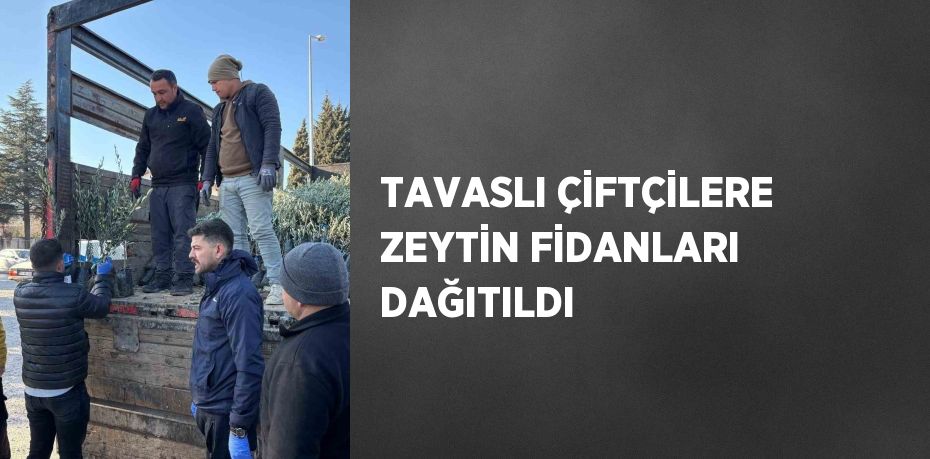 TAVASLI ÇİFTÇİLERE ZEYTİN FİDANLARI DAĞITILDI