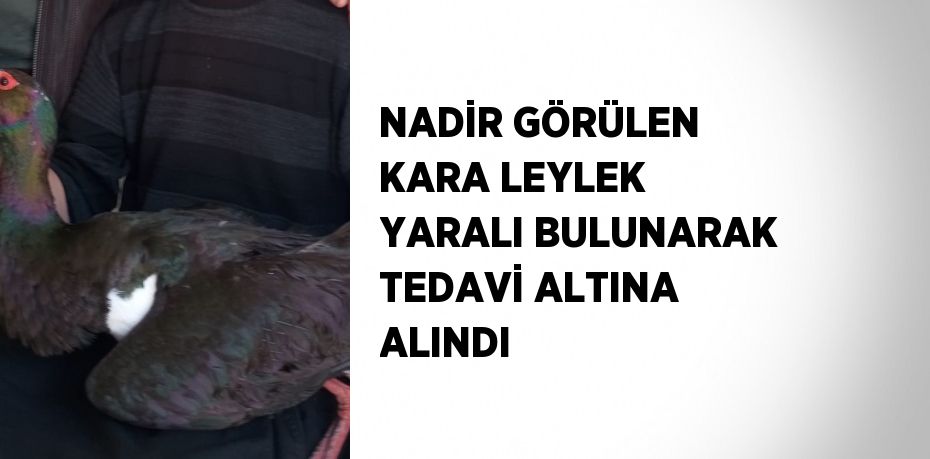 NADİR GÖRÜLEN KARA LEYLEK YARALI BULUNARAK TEDAVİ ALTINA ALINDI