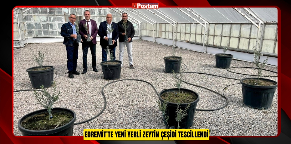 Edremit'te Yeni Yerli Zeytin Çeşidi Tescillendi  