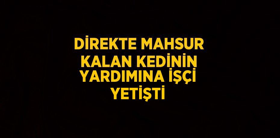 DİREKTE MAHSUR KALAN KEDİNİN YARDIMINA İŞÇİ YETİŞTİ