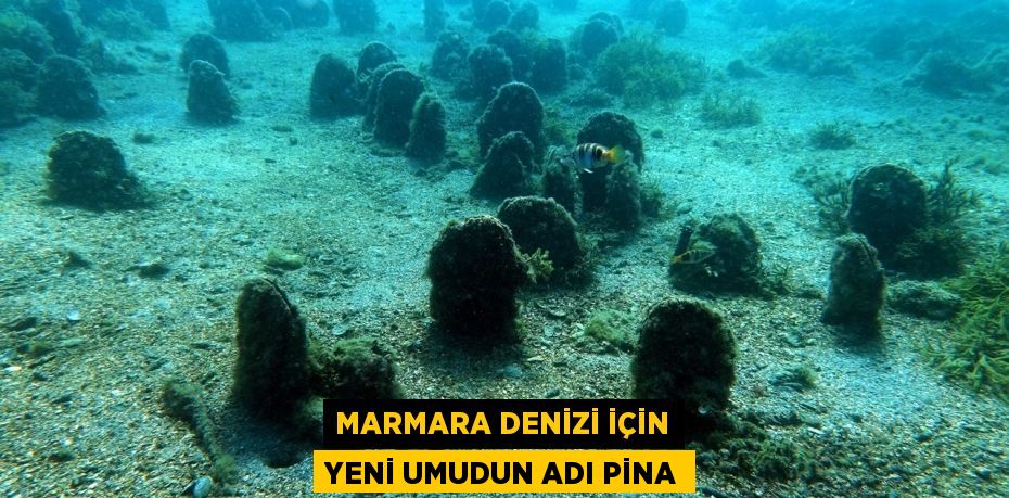 Marmara Denizi için yeni umudun adı PİNA