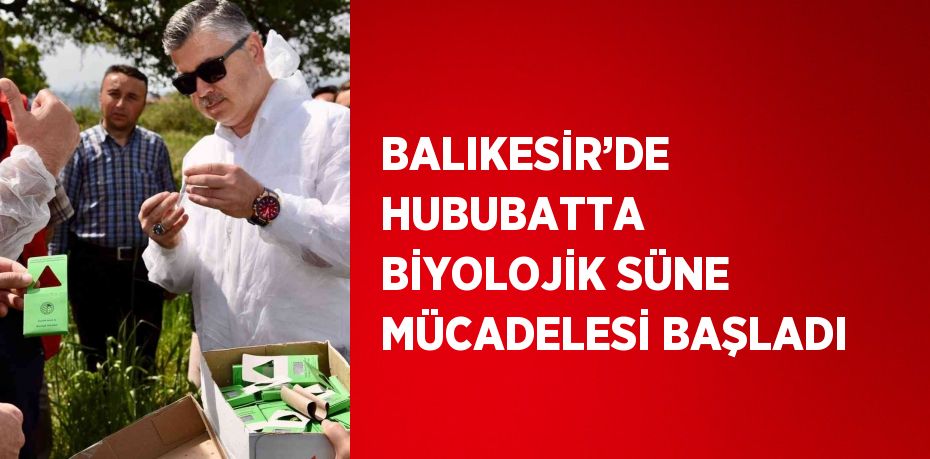 BALIKESİR’DE HUBUBATTA BİYOLOJİK SÜNE MÜCADELESİ BAŞLADI