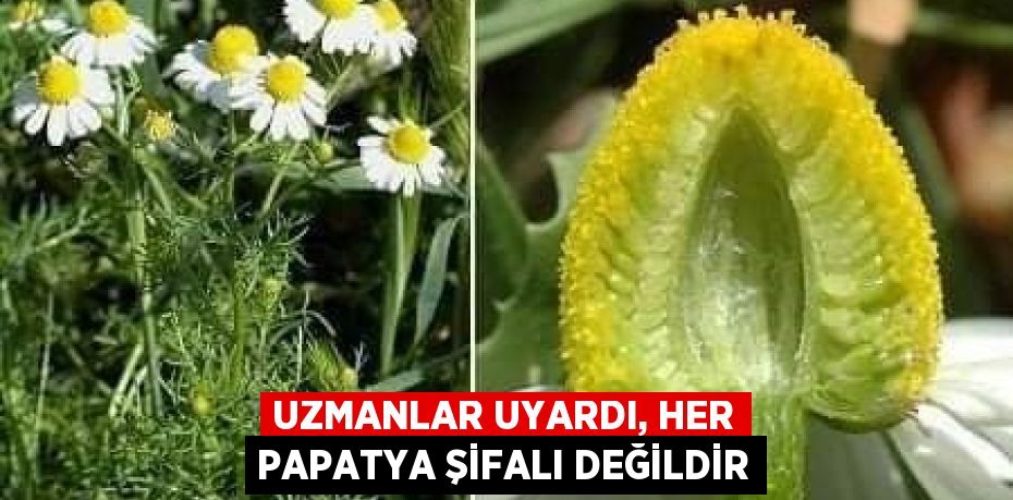 Uzmanlar uyardı, her papatya şifalı değildir