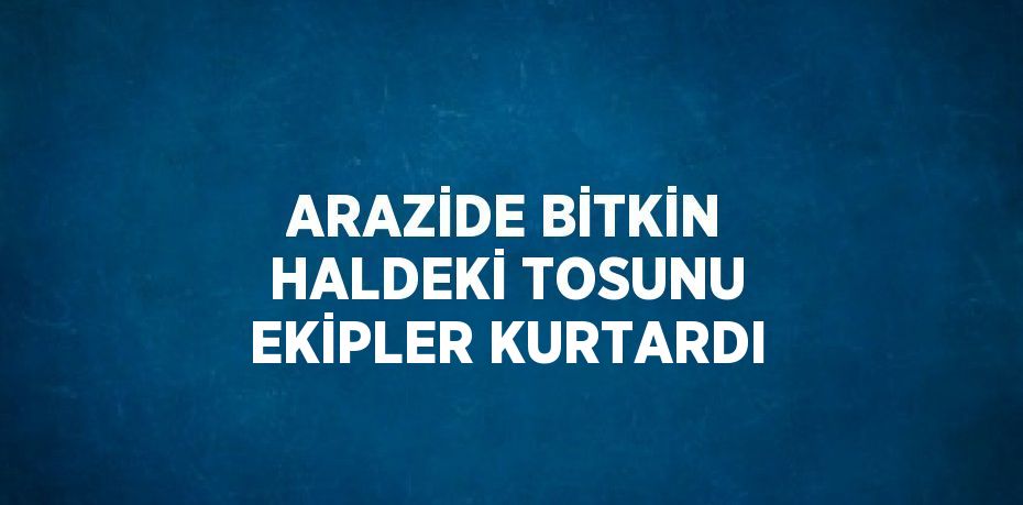 ARAZİDE BİTKİN HALDEKİ TOSUNU EKİPLER KURTARDI