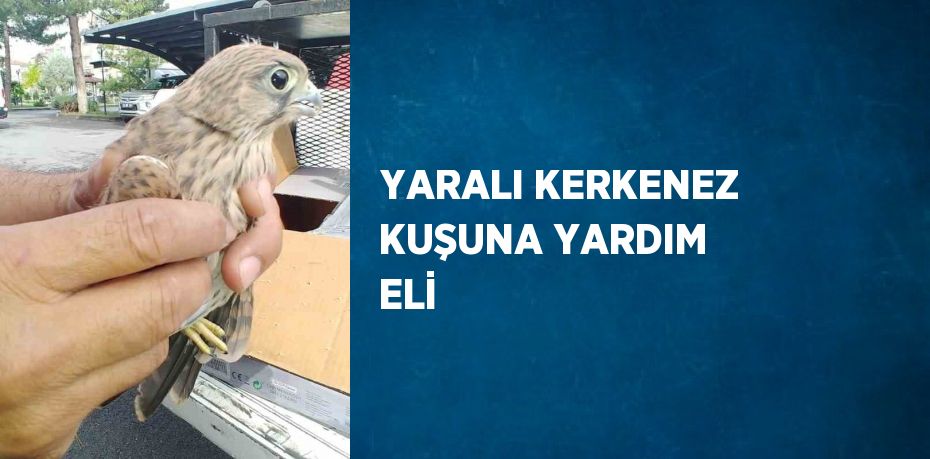 YARALI KERKENEZ KUŞUNA YARDIM ELİ