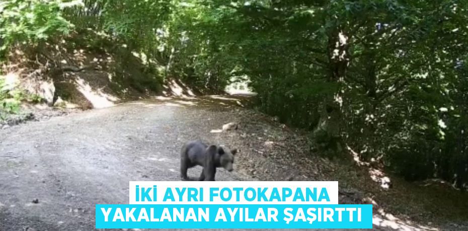 İki ayrı fotokapana yakalanan ayılar şaşırttı