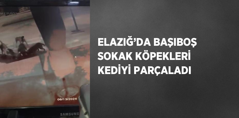 ELAZIĞ’DA BAŞIBOŞ SOKAK KÖPEKLERİ KEDİYİ PARÇALADI