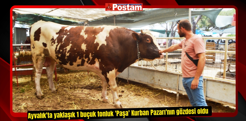 Ayvalık'ta yaklaşık 1 buçuk tonluk 'Paşa' Kurban Pazarı'nın gözdesi oldu  