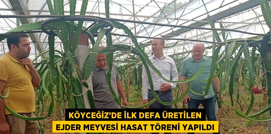 KÖYCEĞİZ’DE İLK DEFA ÜRETİLEN EJDER MEYVESİ HASAT TÖRENİ YAPILDI