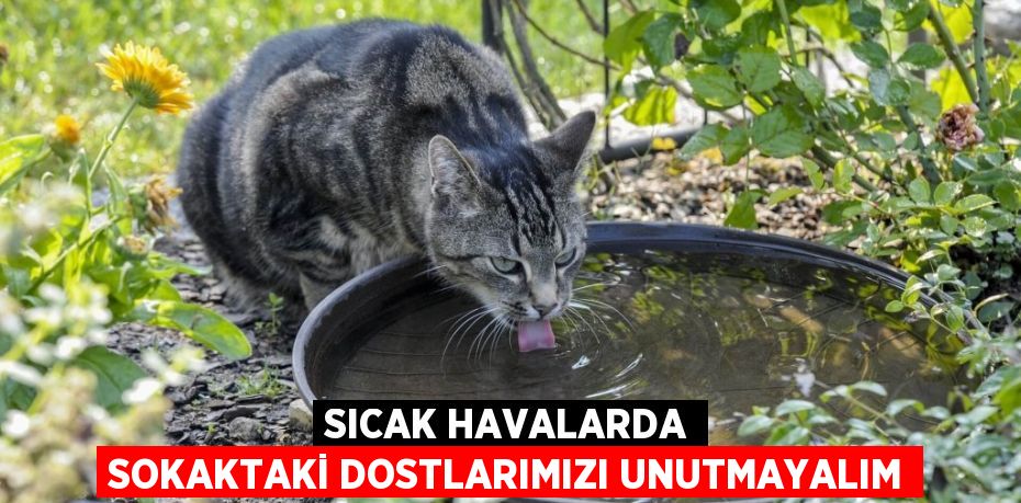 Sıcak havalarda sokaktaki dostlarımızı unutmayalım