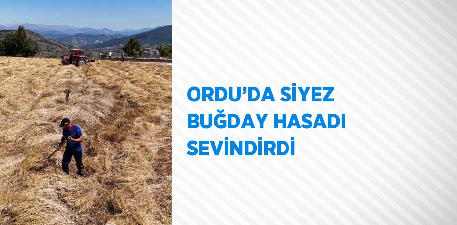 ORDU’DA SİYEZ BUĞDAY HASADI SEVİNDİRDİ