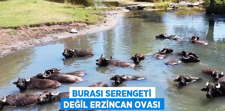 BURASI SERENGETİ DEĞİL ERZİNCAN OVASI