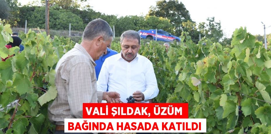 Vali Şıldak, üzüm bağında hasada katıldı