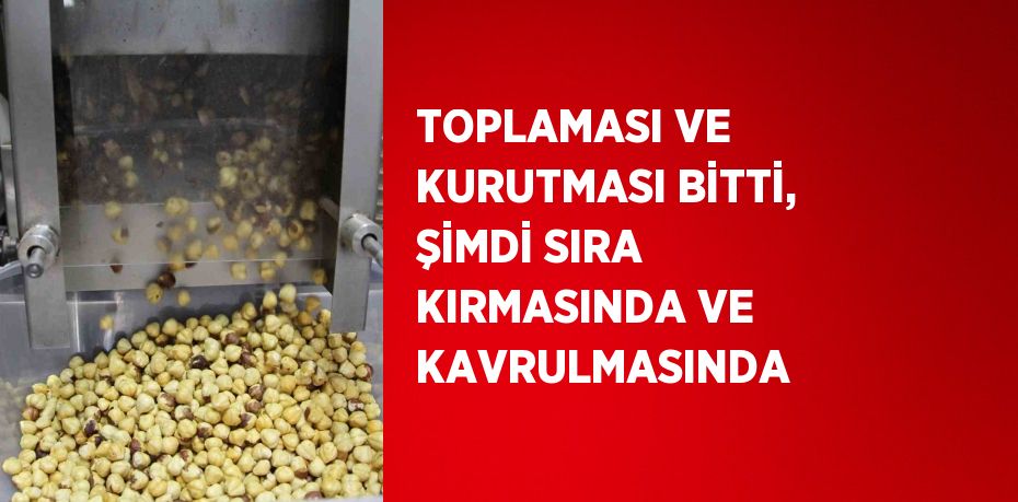 TOPLAMASI VE KURUTMASI BİTTİ, ŞİMDİ SIRA KIRMASINDA VE KAVRULMASINDA