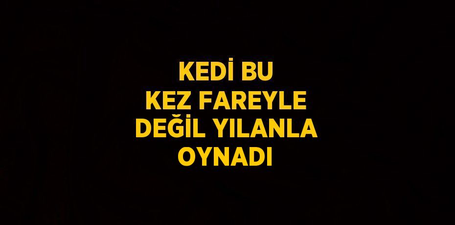 KEDİ BU KEZ FAREYLE DEĞİL YILANLA OYNADI