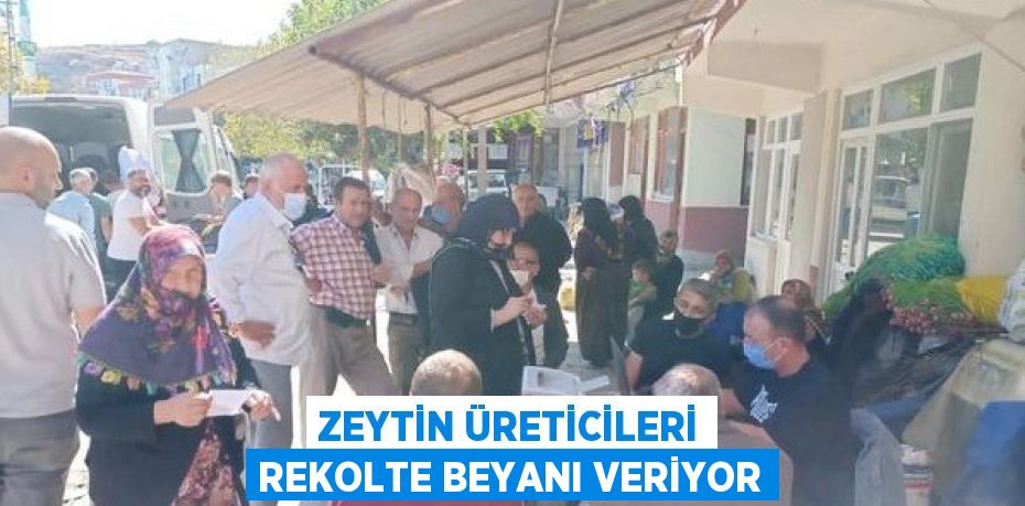 ZEYTİN ÜRETİCİLERİ REKOLTE BEYANI VERİYOR