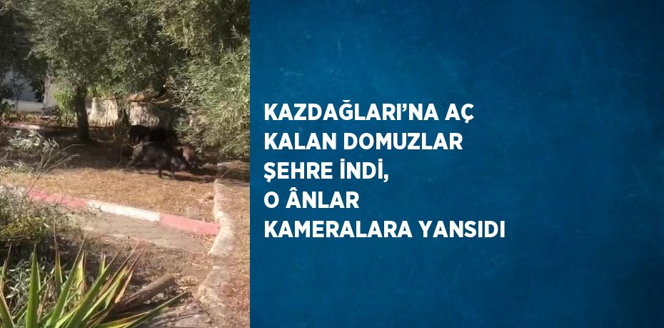 KAZDAĞLARI’NA AÇ KALAN DOMUZLAR ŞEHRE İNDİ, O ÂNLAR KAMERALARA YANSIDI