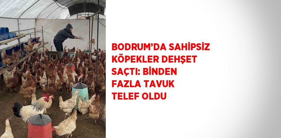 BODRUM’DA SAHİPSİZ KÖPEKLER DEHŞET SAÇTI: BİNDEN FAZLA TAVUK TELEF OLDU