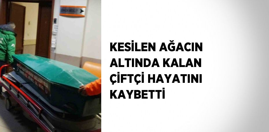 KESİLEN AĞACIN ALTINDA KALAN ÇİFTÇİ HAYATINI KAYBETTİ