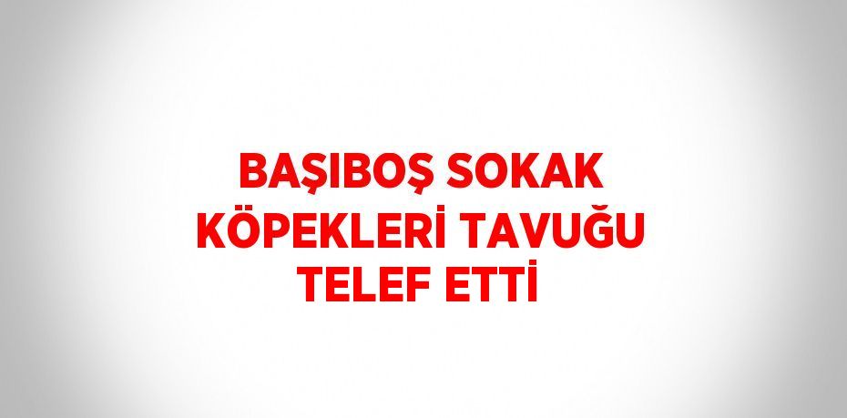 BAŞIBOŞ SOKAK KÖPEKLERİ TAVUĞU TELEF ETTİ