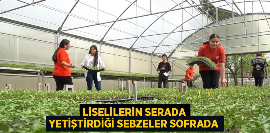 LİSELİLERİN SERADA YETİŞTİRDİĞİ SEBZELER SOFRADA