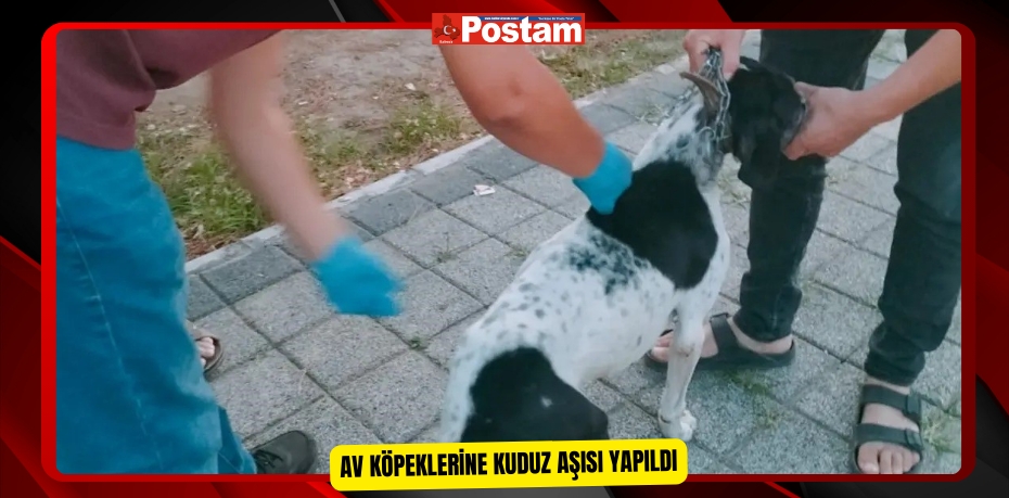 Av köpeklerine kuduz aşısı yapıldı  