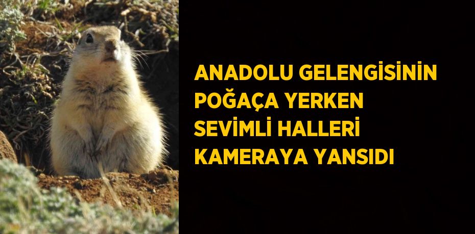 ANADOLU GELENGİSİNİN POĞAÇA YERKEN SEVİMLİ HALLERİ KAMERAYA YANSIDI