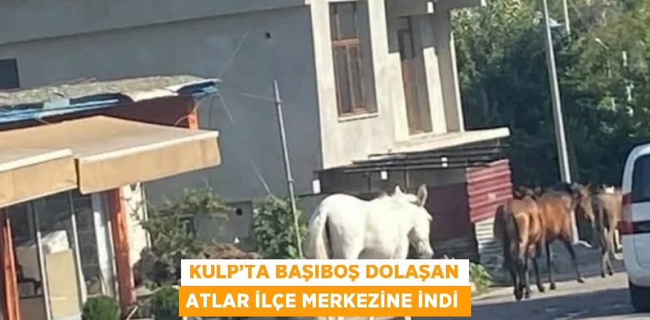 KULP’TA BAŞIBOŞ DOLAŞAN ATLAR İLÇE MERKEZİNE İNDİ