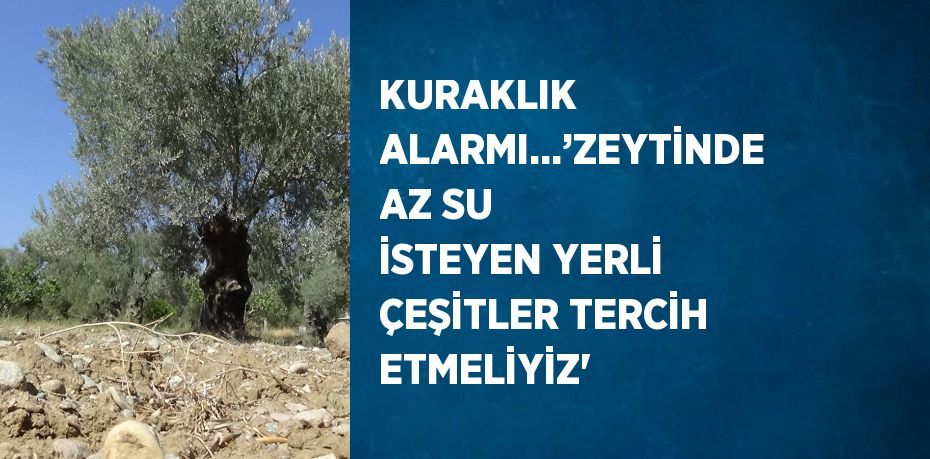 KURAKLIK ALARMI...’ZEYTİNDE AZ SU İSTEYEN YERLİ ÇEŞİTLER TERCİH ETMELİYİZ'