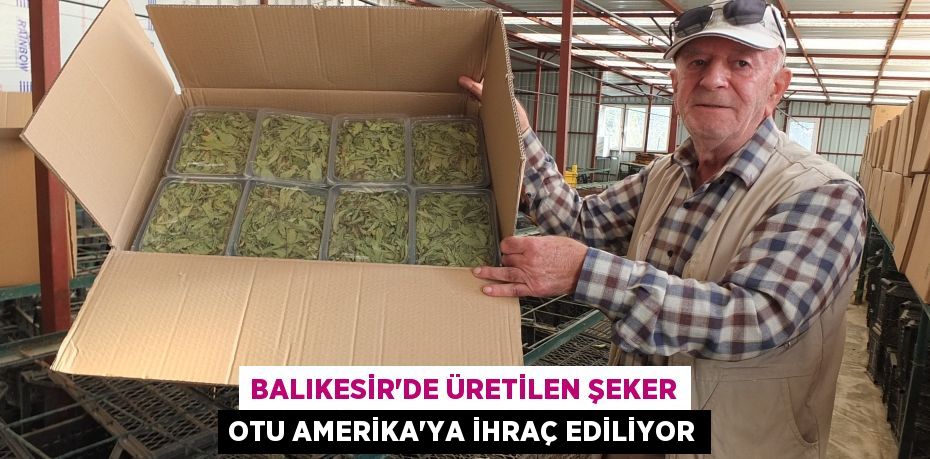 BALIKESİR’DE ÜRETİLEN ŞEKER OTU AMERİKA’YA İHRAÇ EDİLİYOR