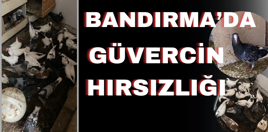 Bandırma’da güvercin hırsızlığı 