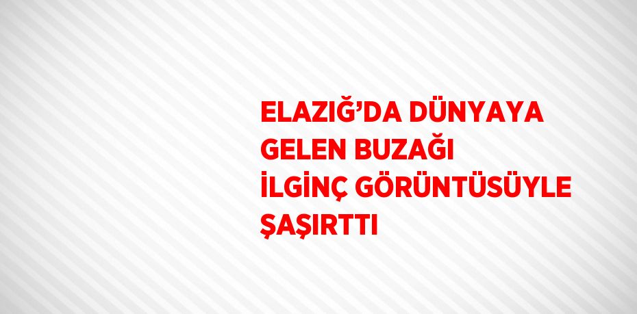 ELAZIĞ’DA DÜNYAYA GELEN BUZAĞI İLGİNÇ GÖRÜNTÜSÜYLE ŞAŞIRTTI