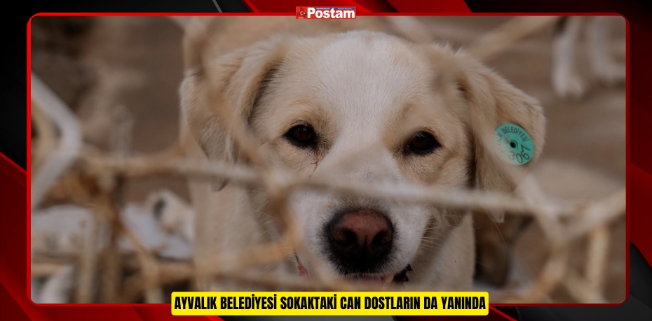 AYVALIK BELEDİYESİ SOKAKTAKİ CAN DOSTLARIN DA YANINDA