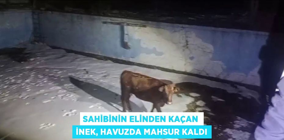 SAHİBİNİN ELİNDEN KAÇAN İNEK, HAVUZDA MAHSUR KALDI