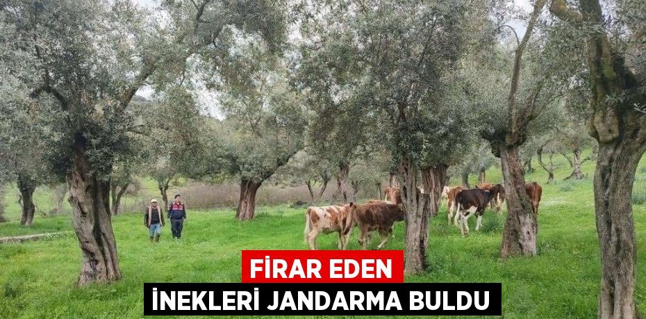 FİRAR EDEN İNEKLERİ JANDARMA BULDU