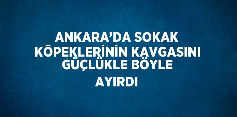 ANKARA’DA SOKAK KÖPEKLERİNİN KAVGASINI GÜÇLÜKLE BÖYLE AYIRDI