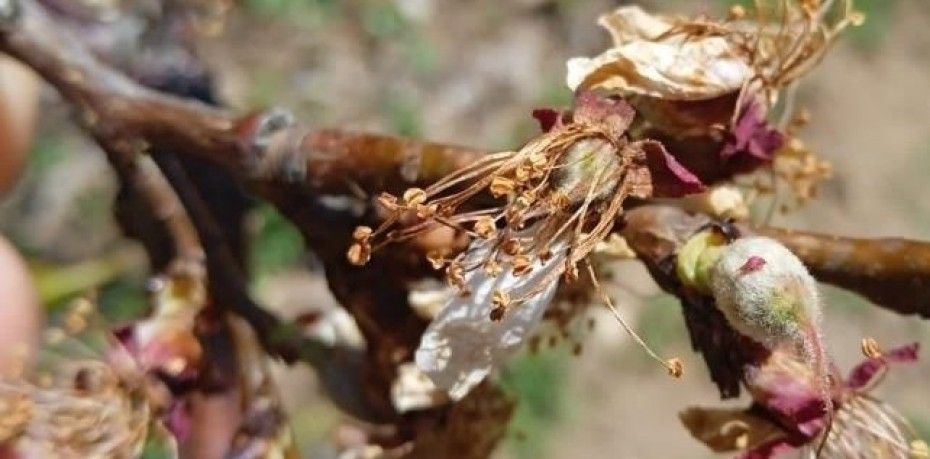 BAŞKAN ÇİÇEK, 'KAYISIDAKİ DON REKOLTEYİ ETKİLEYECEK'