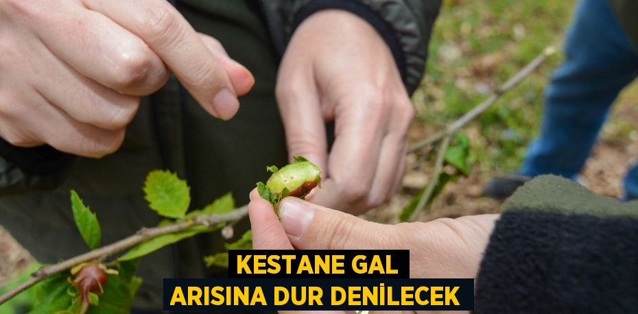 Kestane Gal Arısına Dur Denilecek