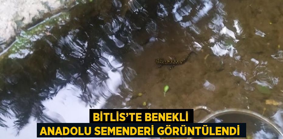 BİTLİS’TE BENEKLİ ANADOLU SEMENDERİ GÖRÜNTÜLENDİ