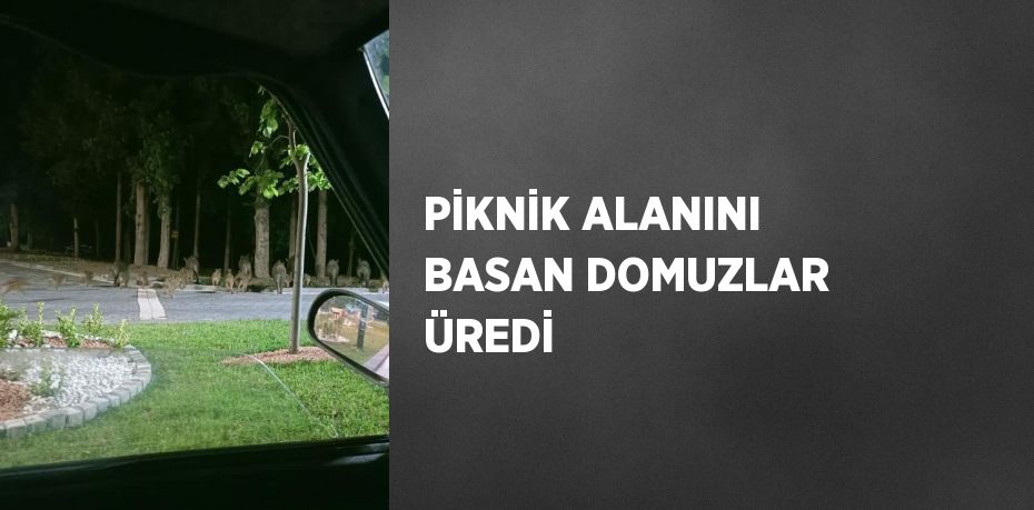 PİKNİK ALANINI BASAN DOMUZLAR ÜREDİ