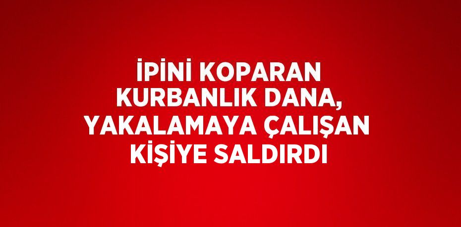 İPİNİ KOPARAN KURBANLIK DANA, YAKALAMAYA ÇALIŞAN KİŞİYE SALDIRDI