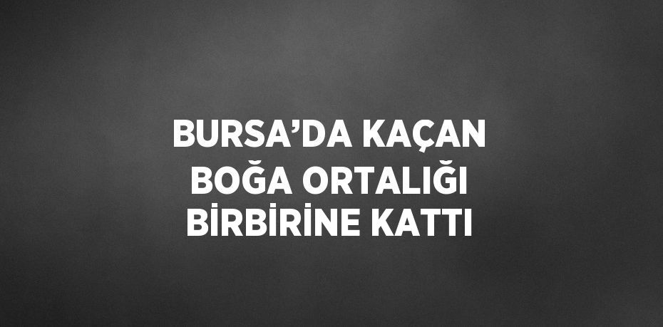 BURSA’DA KAÇAN BOĞA ORTALIĞI BİRBİRİNE KATTI