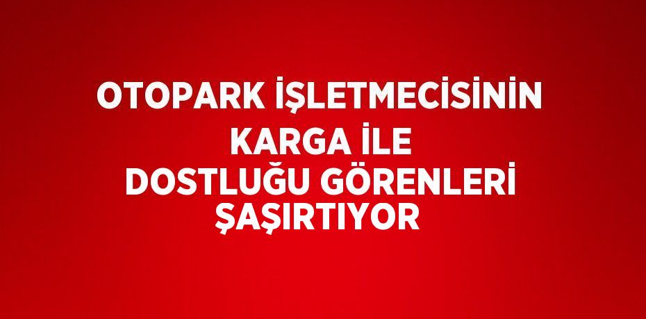 OTOPARK İŞLETMECİSİNİN KARGA İLE DOSTLUĞU GÖRENLERİ ŞAŞIRTIYOR