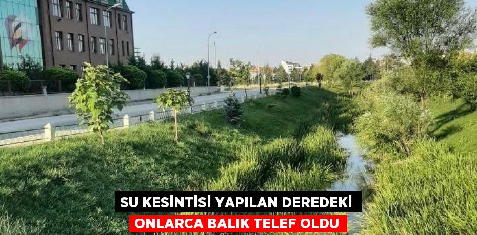 SU KESİNTİSİ YAPILAN DEREDEKİ ONLARCA BALIK TELEF OLDU